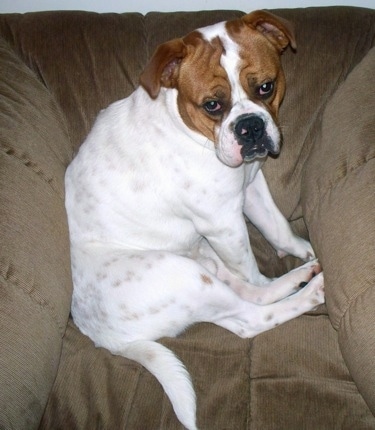 Side view - A large, sleepy-looking, white with red Olde English Bulldogge is sitting sideways in a brown arm chair with its head turned towards the camera.