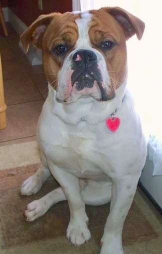 A wide chested, big-headed, wrinkly, white with red Olde English Bulldogge  sitting on a mat in front of a door looking forward. It has a little bit of pink on its black nose.