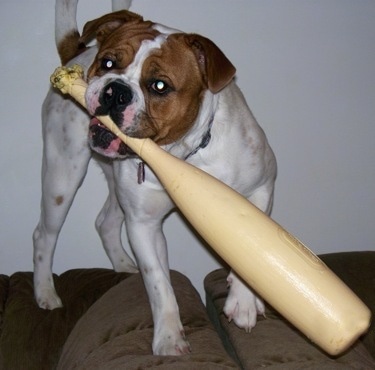 Front view - A large, muscular, white with red Olde English Bulldogge is standing on top of the back of two arm chairs that are side by side. It has a plastic, yellow baseball bat in its mouth. It is looking to the left.