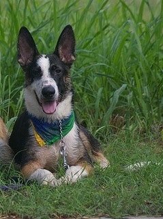 Front view - A black with tan and white Panda Shepherd dog is laying in grass with taller grass behind it looking forward. Its mouth is open and its tongue is out.