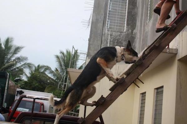 A black with white and tan Panda Shepherd is climbing up a wooden ladder that is leaning against a yellow building being led by the person in front of it.