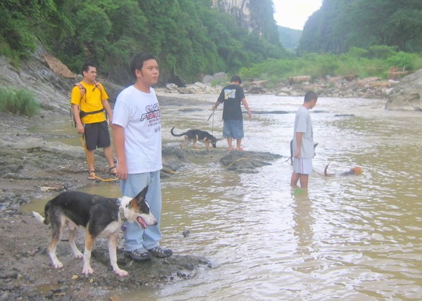 Four people and four dogs at a brown river - A black with tan and white Panda Shepherd is standing next to a person in mud. It is looking down at the brown water in front of it. There are three other people with dogs in the water.