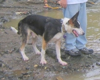 Close up side view - A black with white and tan Panda Shepherd dog is standing in mud next to a person in blue jeans and black shoes. The dog is looking down at the brown water in front of it.