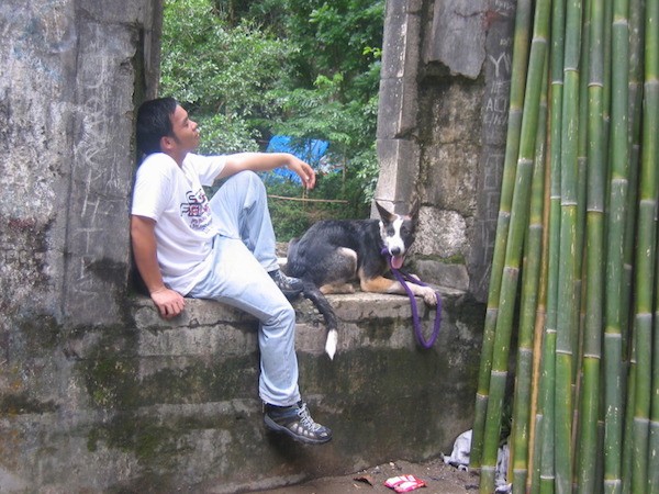 A black with white and tan Panda Shepherd dog is laying in an opening in the ruins of a stone building. There is a person sitting against the wall behind it. There is several stalks of bamboo in front of them.