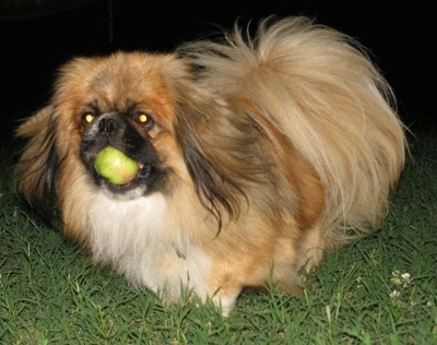 Front side view - A longhaired, tan with white and black Pekingese is standing in grass looking to the left. It has a green apple in its mouth.