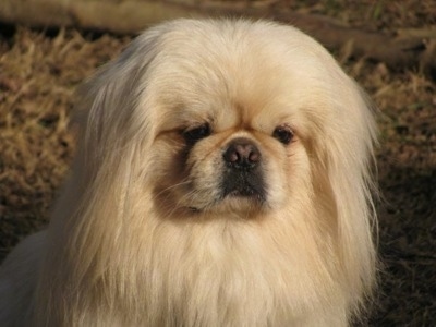 are bones easily digested by a pekingese