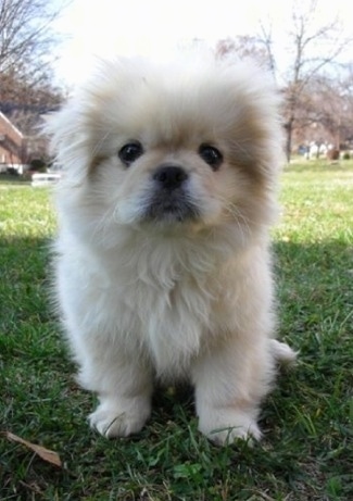 Pekingese puppies near me