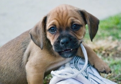 Close up head and upper body shot - A short-coated, tan with black and white Pin-Tzu puppy is laying on a persons shoe and chewing on the shoestring looking towards the camera. The dog has wrinkles on its forehead and its ears are hanging down.