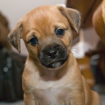 Close up head shot - A smooth-coat, tan with black and white Pin-Tzu puppy is sitting on a carpet and it is looking forward. Its head is tilted to the left.