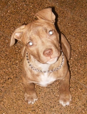 American Pit Bull Terrier Dog Breed Pictures, 4