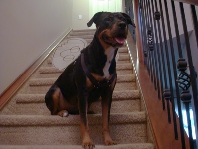 Front-side view - A panting, black and tan with white Pitweiler is sitting on a tan carpeted staircase next to a black metal railing wearing fairy wings.