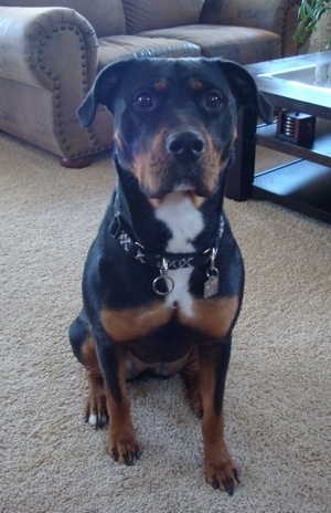 Front view - A black and tan with white Pitweiler is sitting on a tan carpeted floor looking forward in front of a brown leather couch and a wooden coffee table.