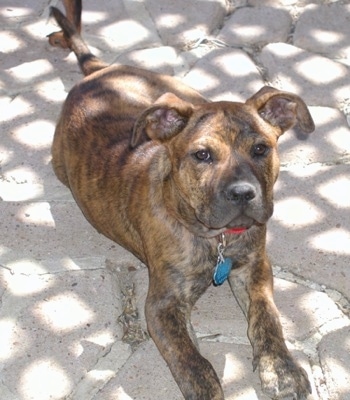 brindle rottweiler mix