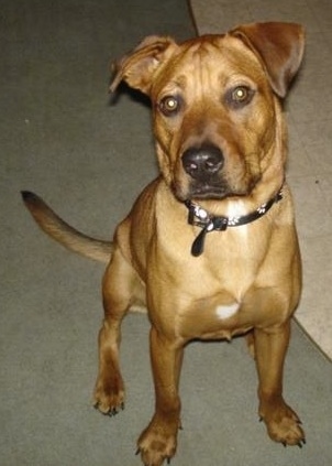 Front view - A red with white Pitweiler dog is sitting on a tan carpeted floor looking up. Its head is turned slightly to the left.