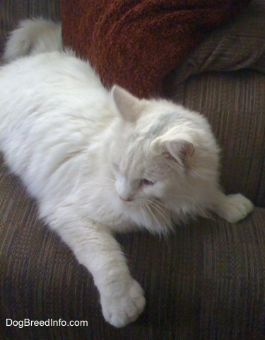Kung Fu Kitty the white Polydactyl Cat is laying on a couch and looking to the left