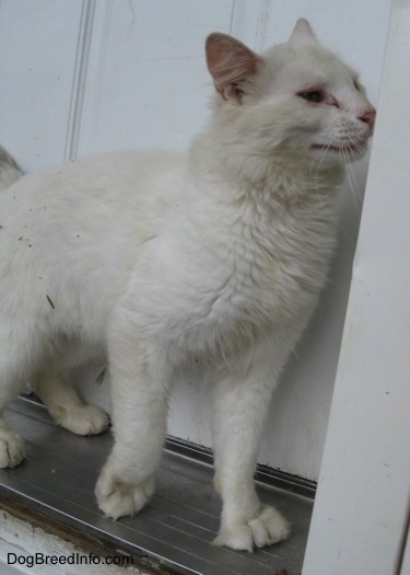 Kung Fu Kitty the Polydactyl cat is rubbing against the front door