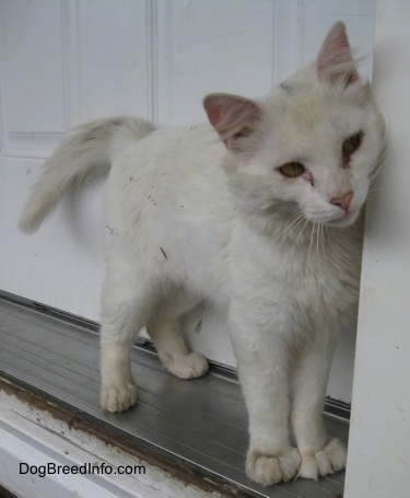 Kung Fu Kitty the Polydactyl cat is rubbing against the edge of the doorway