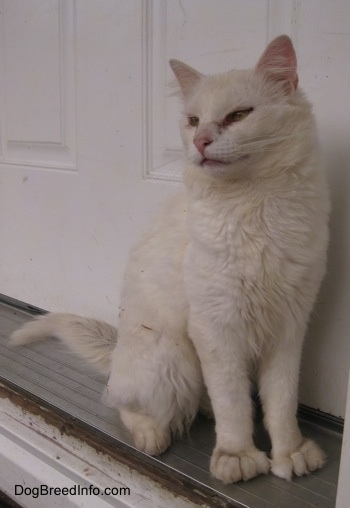 Kung Fu Kitty the Polydactyl cat is sitting next to the front door