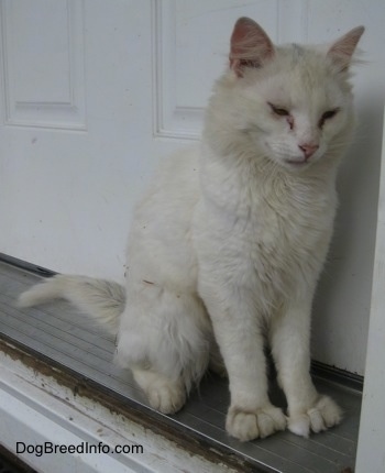 Kung Fu Kitty the Polydactyl cat is sitting in the front doorway and looking at the ground