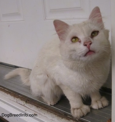 Kung Fu Kitty the Polydactyl cat is squating in the front doorway and looking up