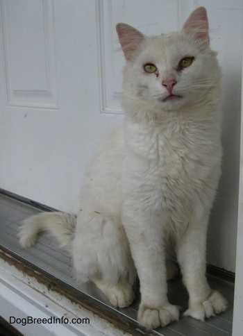 Kung Fu Kitty the Polydactyl cat is sitting in the front doorway