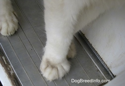 Close Up - Kung Fu Kitty the Polydactyl cat's huge, front paws.