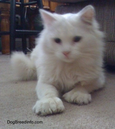 Kung Fu Kitty the white Polydactyl cat is laying on a tan carpeted floor in front of a stool and a couch