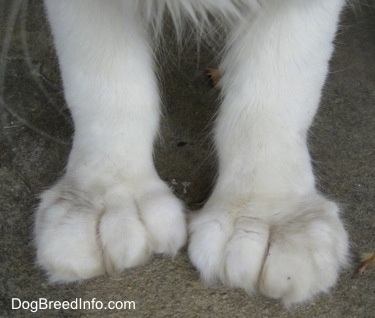 Close Up - Kung Fu Kitty the white Polydactyl cat's huge, front paws.