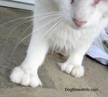 Close up - shot of feet and lower face - Kung Fu Kitty the Polydactyl cat walking outside on a stone porch