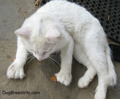 View from above - Kung Fu Kitty the Polydactyl cat is laying down on a stone porch in front of a rubber mat