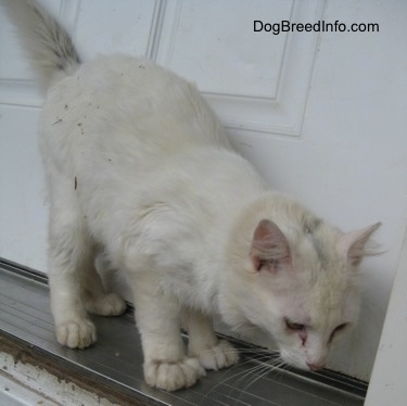 Kung Fu Kitty the Polydactyl cat is standing next to a white front door