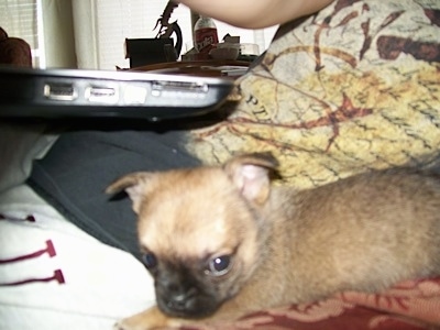 Close up side view - A small brown with black Pomapoo puppy is laying on a couch next to a person who has a laptop on their lap.