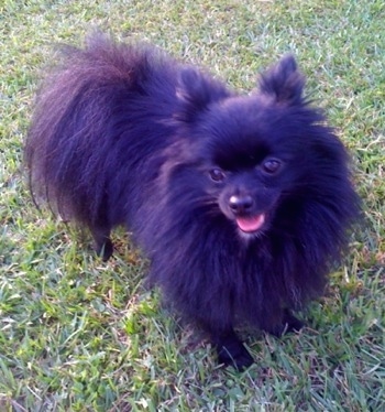 large pomeranian looking dog