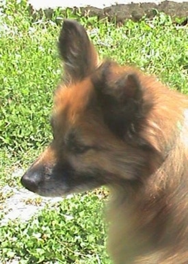 Close up head shot - The back of a brown with black Pomeranian that is looking to the left and sitting in grass.
