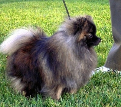 brindle pomeranian