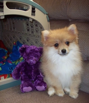Front view - A tan with white Pomimo puppy is sitting on a couch next to a purple plush bear doll and an open carrying crate.