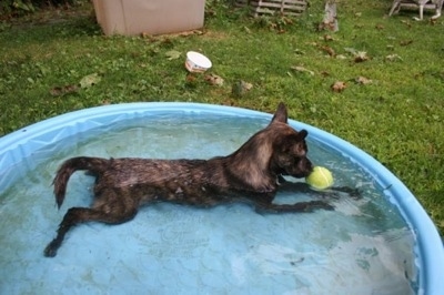 The right side of a brindle with white Pomston dog laying stretched out in a kiddie pool full to the top with water. Its nose is on top of a floating tennis ball.