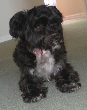 Close up front side view - A wavy-coated, black with white Poolky dog is laying on a mint green carpeted floor looking down and to the right.