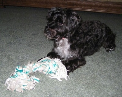 Front side view - A wavy-coated, black with white Poolky dog is laying on a light green carpet looking to the left. There is a white with green rope toy laying at its front paws.