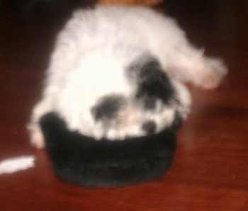 Close up - A blurry image of a white with black Poolky sleeping on a black pillow.