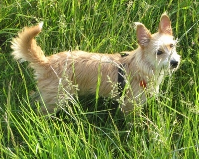 Side view - A wiry tan with white Portuguese Podengo is standing in grass that is taller than it.