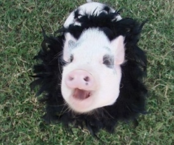 A pink pot bellied pig is sitting outside in grass and it has feathers around its neck. It is looking up and its mouth is open.