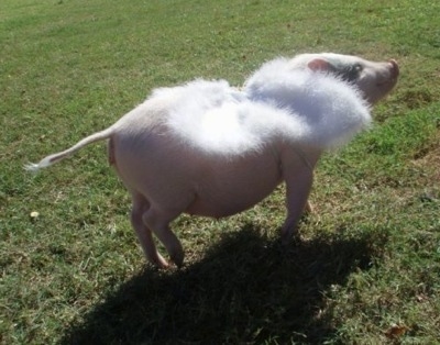 A pink pot bellied pig is walking across a field and it is wearing a set of wings on its back. It is looking to the right.