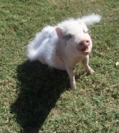 A smiling pink pot bellied pig is sitting in grass and it is looking up. It is wearing a set of wings on its back.
