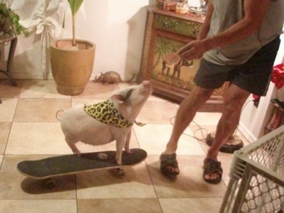 A pink pot bellied pig is standing on a skateboard in a living room looking up at a person that is standing in front of it.