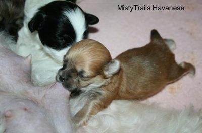 Close Up - Preemie puppy nursing