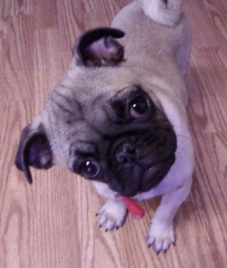 A tan with black Pug puppy is standing on a hardwood floor and it is looking up. Its head is tilted to the left.