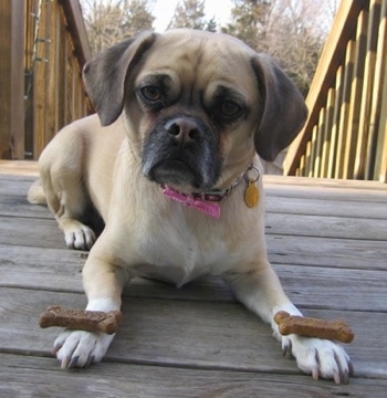 Front view - A tan with white and black Puggle is laying outside on a wooden deck next to the steps looking forward. It has a bone on top of each paw and its head is slightly tilted to the right.