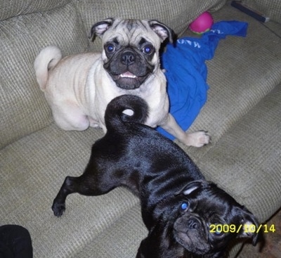 A tan with black Pug is sitting in a couch and in front of it is a black Pug. They both are looking up. The tan with black Pug looks like it is smiling.