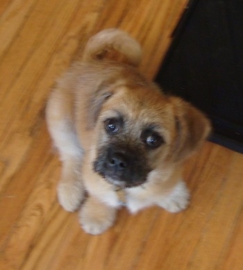 Topdown view of a tan Pugshire puppy that is sitting on a hardwood floor and it is looking up.